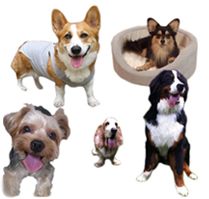 わんこのごはん